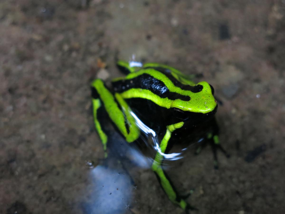 Yacumaman Sanctuary Villa Tarapoto Luaran gambar