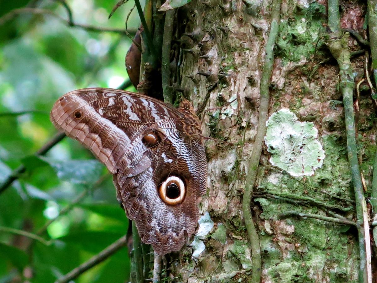 Yacumaman Sanctuary Villa Tarapoto Luaran gambar